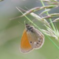 /album/okac-treslicovy/a2015-05-25-27-jpg/